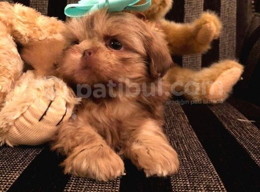 Shih Tzu Yavruları Dost Pet görsel