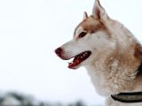 Sibirya Kurdu Husky Yavruları Dost Pet