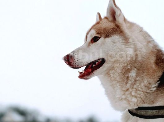 Sibirya Kurdu Husky Yavruları Dost Pet görsel