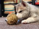 Sibirya Kurdu Husky Yavruları Dost Pet