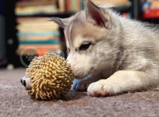 Sibirya Kurdu Husky Yavruları Dost Pet görsel