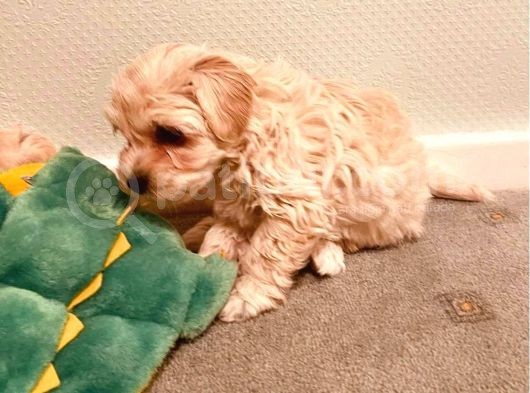 Maltipo Yavruları Dost Pet görsel