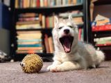 Sibirya Kurdu Husky Yavruları Dost Pet