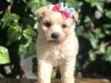 Xsmall Maltipoo yavrularımız