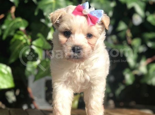 Xsmall Maltipoo Yavrularımız görsel