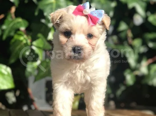 Xsmall Maltipoo Yavrularımız
