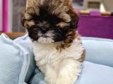 Safkan Shih-Tzu Yavrularimiz