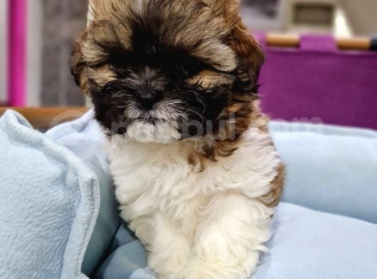 Safkan Shih-Tzu Yavrularimiz görsel