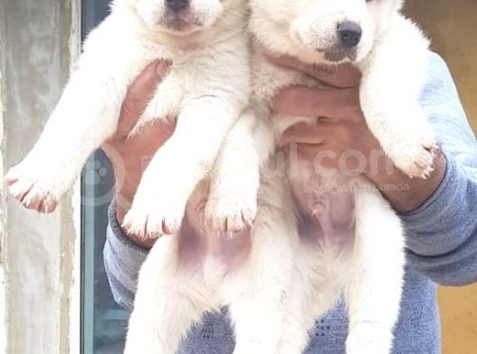 Akita Inu Japon Akita Yavruları Dost Pet görsel