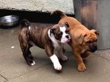 American Bull Yavruları Dost Pet