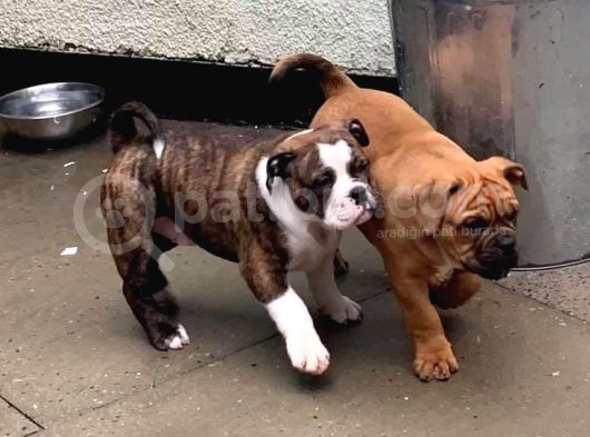 American Bull Yavruları Dost Pet görsel