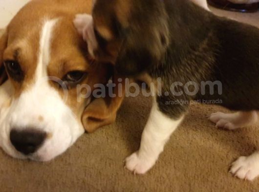 Beagle Yavruları Dost Pet görsel