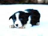 Border Collie Yavruları Dost Pet