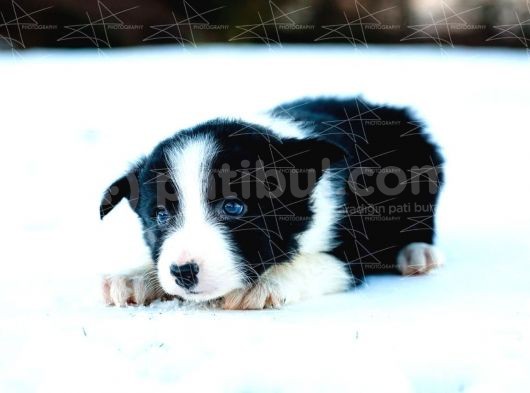 Border Collie Yavruları Dost Pet görsel