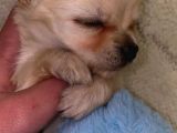 Chihuahua Yavruları Dost Pet