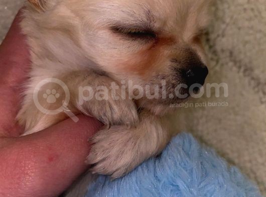 Chihuahua Yavruları Dost Pet görsel