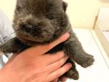 Chow Chow Yavruları Dost Pet