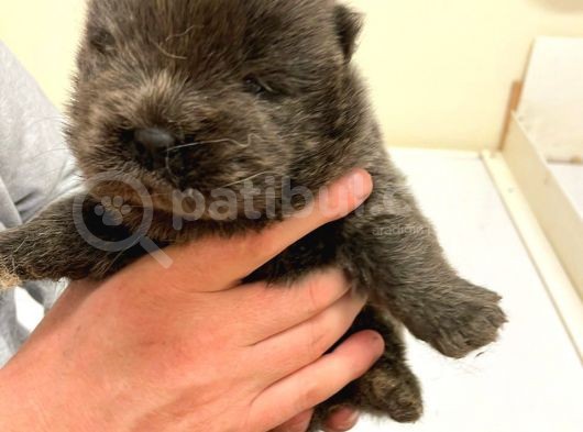 Chow Chow Yavruları Dost Pet görsel