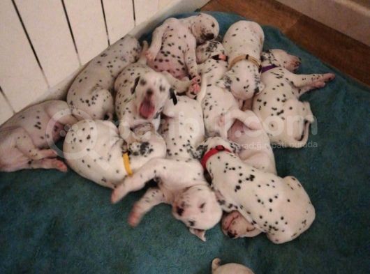 Dalmacyali Yavrulari Dost Pet görsel