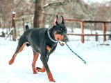 Doberman Yavruları Dost Pet
