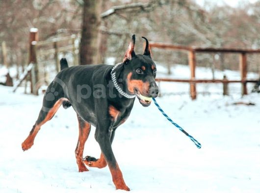 Doberman Yavruları Dost Pet görsel