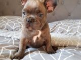 French Bulldog Yavruları Dost Pet