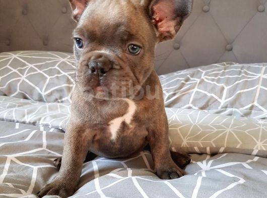 French Bulldog Yavruları Dost Pet görsel
