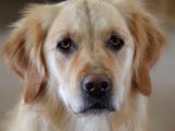 Golden Retriever Yavruları Dost Pet