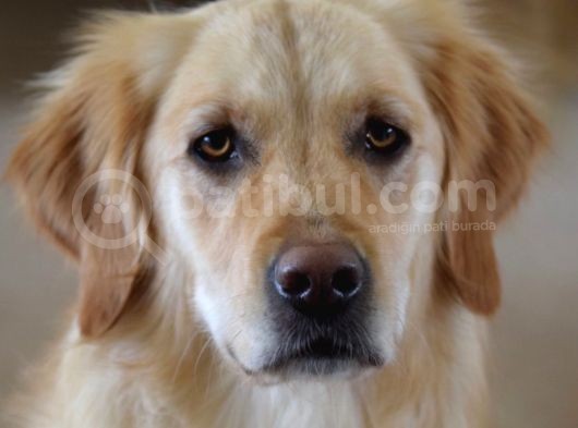 Golden Retriever Yavruları Dost Pet görsel