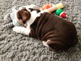Ingiliz Bulldog Yavruları Dost Pet