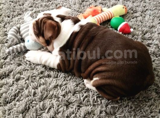 Ingiliz Bulldog Yavruları Dost Pet görsel