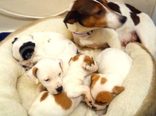 Jack Russel Terier Yavruları Dost Pet görsel