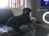 Rottweiler Yavruları Dost Pet