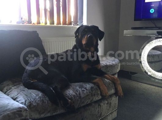 Rottweiler Yavruları Dost Pet görsel