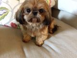 Shih Tzu Yavruları Dost Pet