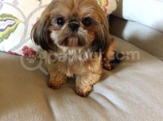 Shih Tzu Yavruları Dost Pet görsel