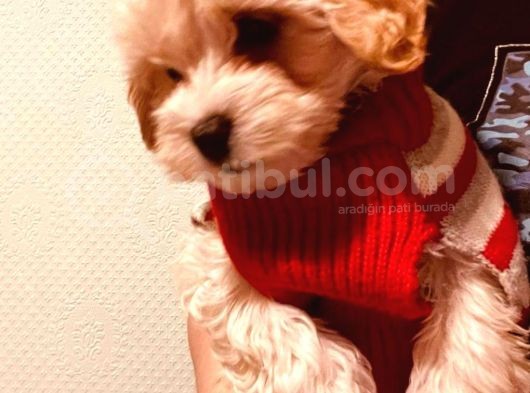 Maltipo Yavruları Dost Pet görsel