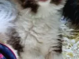 Pomerani̇an Oğlumuz