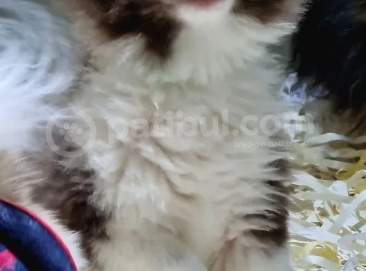 Pomerani̇an Oğlumuz