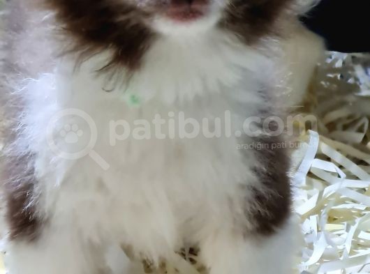 Pomerani̇an Oğlumuz görsel