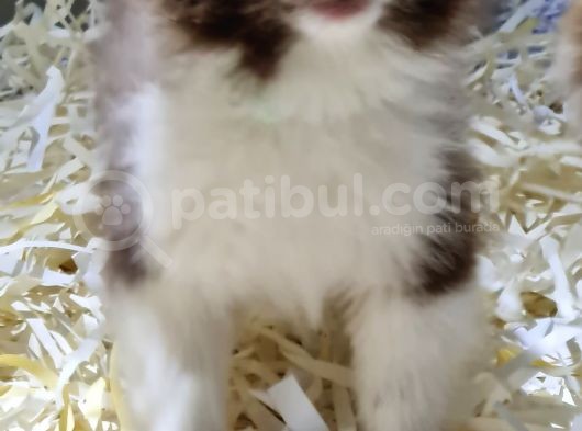 Pomerani̇an Oğlumuz görsel