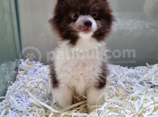 Pomerani̇an Oğlumuz görsel
