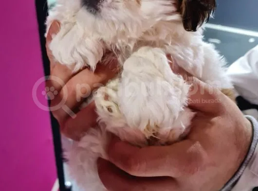 Mi̇ni̇k Shih-Tzu Bebeklerimiz