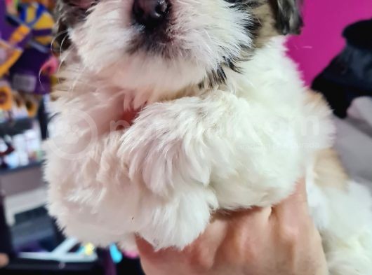 Mi̇ni̇k Shih-Tzu Bebeklerimiz görsel