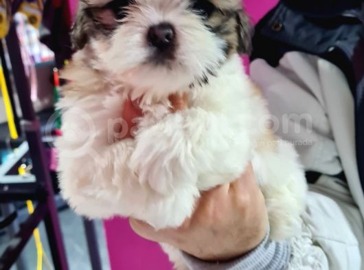 Mi̇ni̇k Shih-Tzu Bebeklerimiz görsel