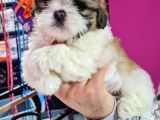 Mi̇ni̇k Shih-Tzu Bebeklerimiz