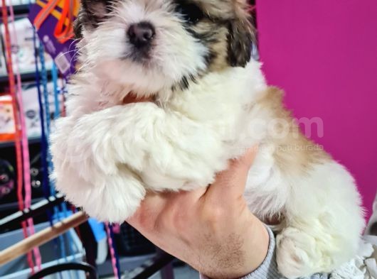 Mi̇ni̇k Shih-Tzu Bebeklerimiz görsel