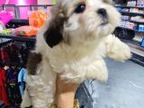 Tatli Shi̇h-Tzu