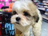 Tatli Shi̇h-Tzu