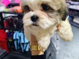 Tatli Shi̇h-Tzu